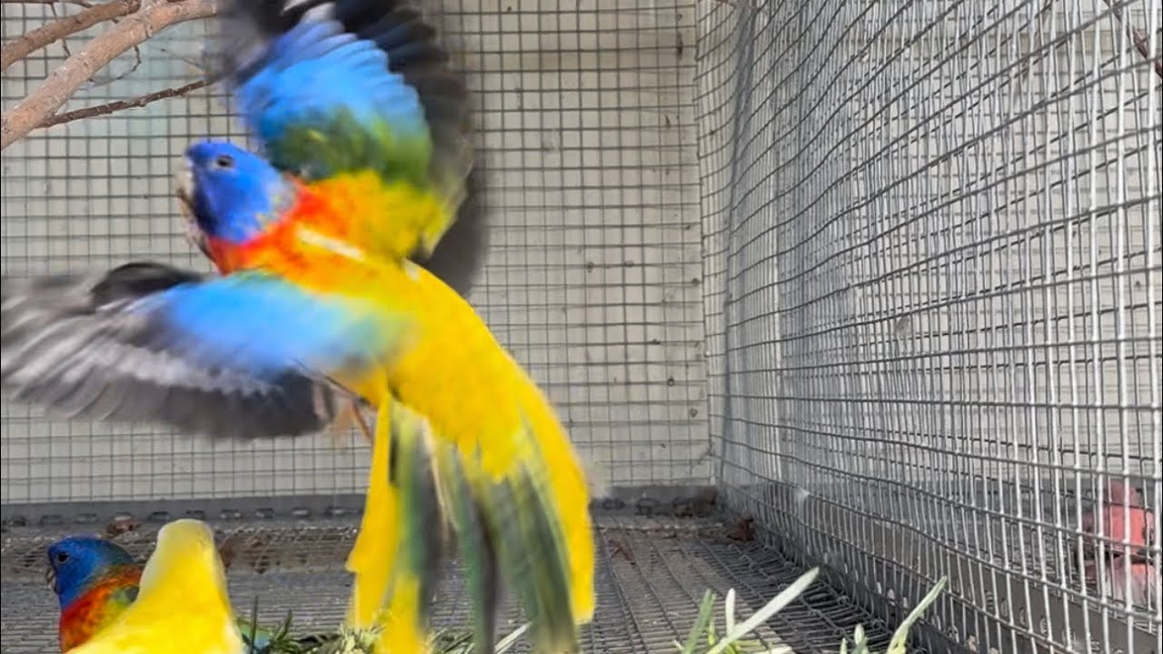 Beautiful rare coloured birds!! Follow us on Instagram “Neophema Paradise”