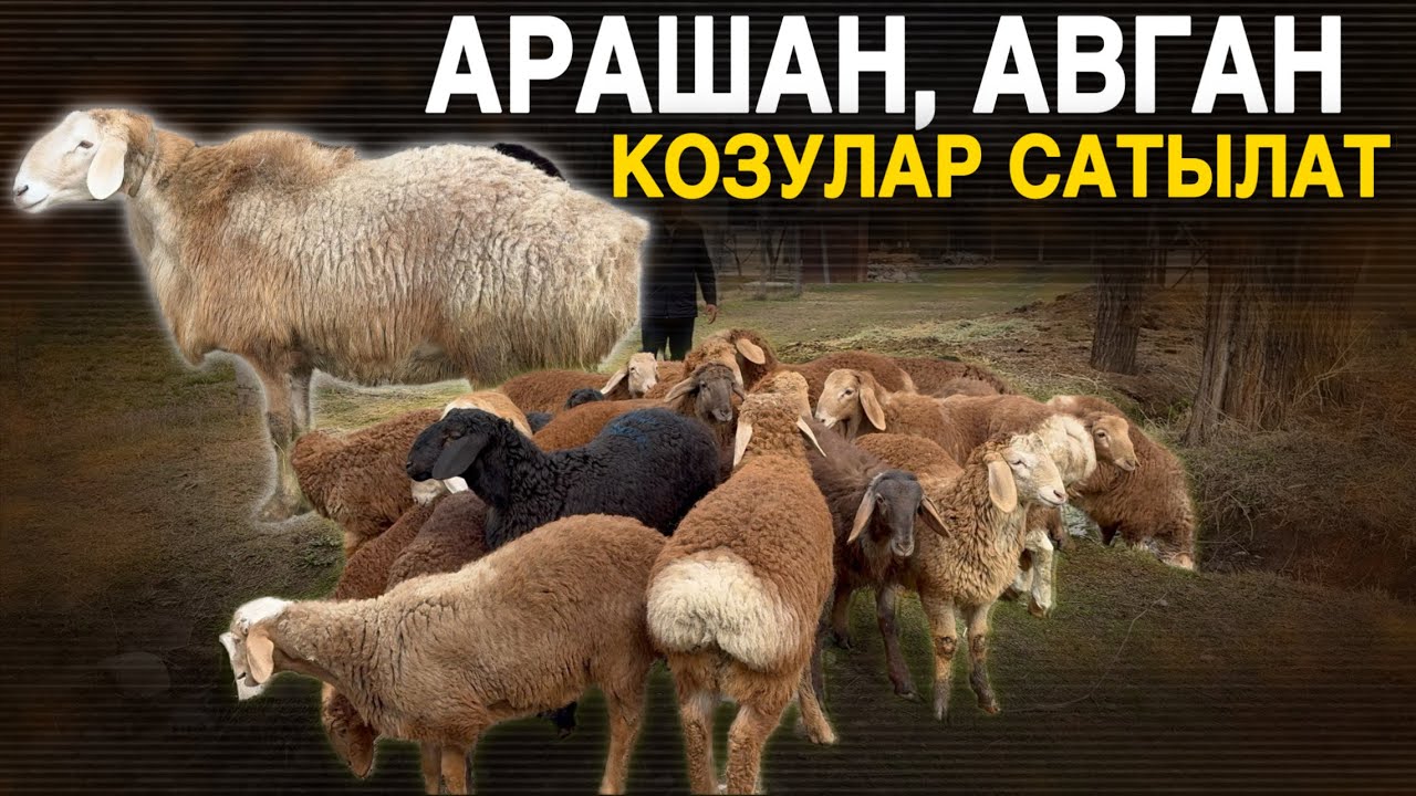 Козулар сатылат #рекомендации #rek #топ #кыргызстан #россия #москва #срочно #реклама 