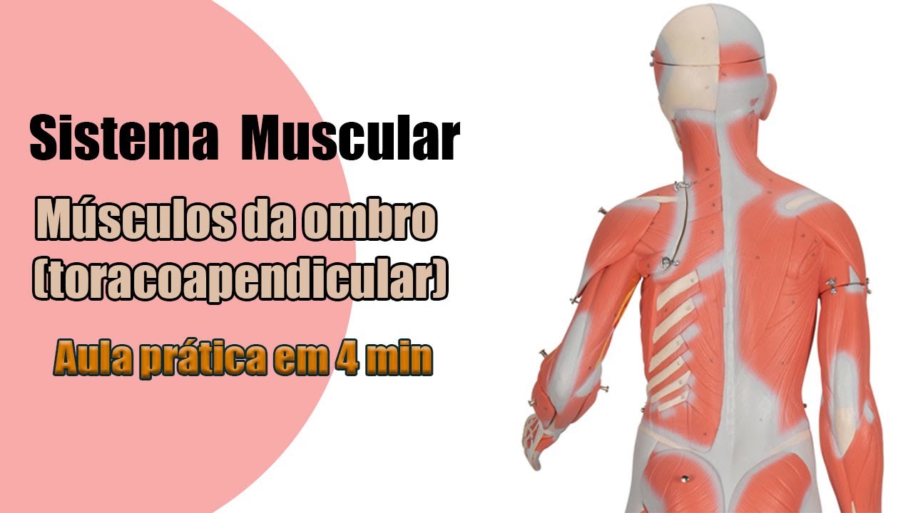 Os Músculos do Ombro (toracoapendiculares) - Anatomia Humana - Anatomia