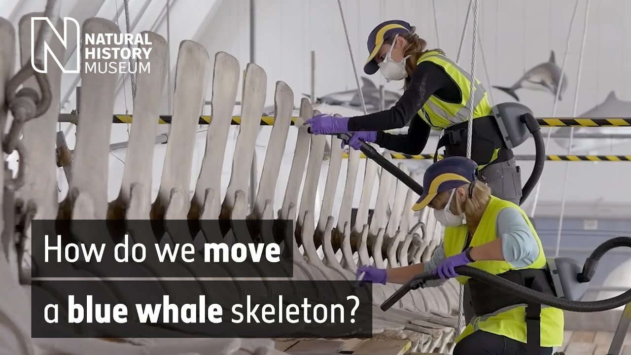 How do we move a blue whale skeleton? | Natural History Museum