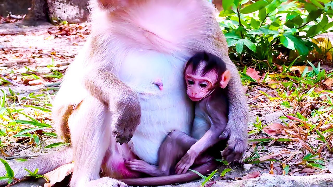 Beyond Cuteness: Adolescent Newborn Baby Monkey Learning Complex Social Structures in the Troop
