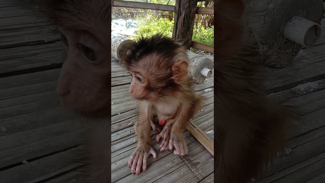 #babymonkey