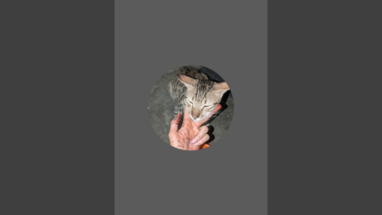 shimba_cat_vlogs is Live 