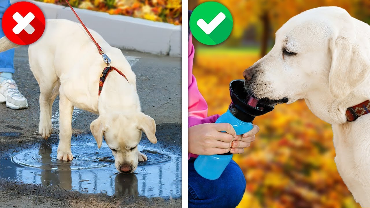 Cute And Useful PET Hacks, Gadgets And DIY Crafts For Loved Ones