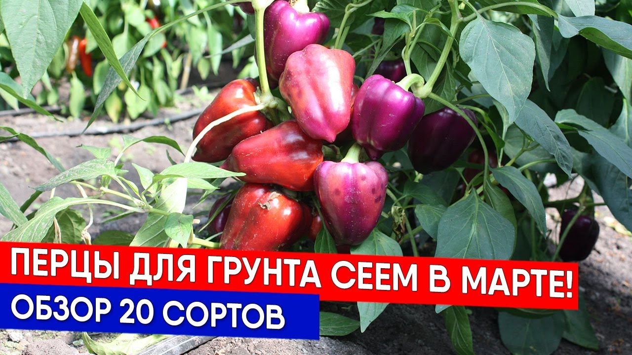 Перцы для грунта сеем в марте! Обзор 20 сортов