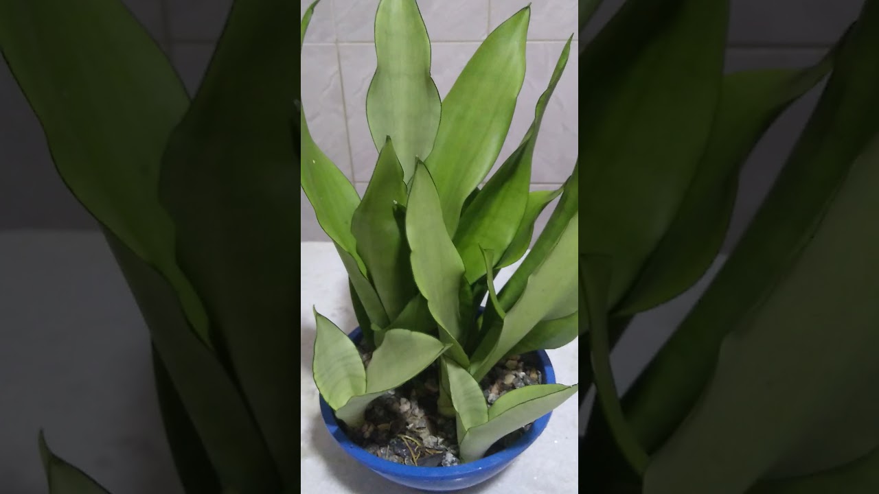 Sansevieria trifasciata  moonshine  você conhece?