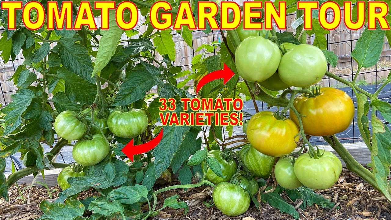 HUGE Garden Tour Of EVERY Tomato Plant I'm Growing! 33 AMAZING Tomato Varieties To Blow Your Mind!