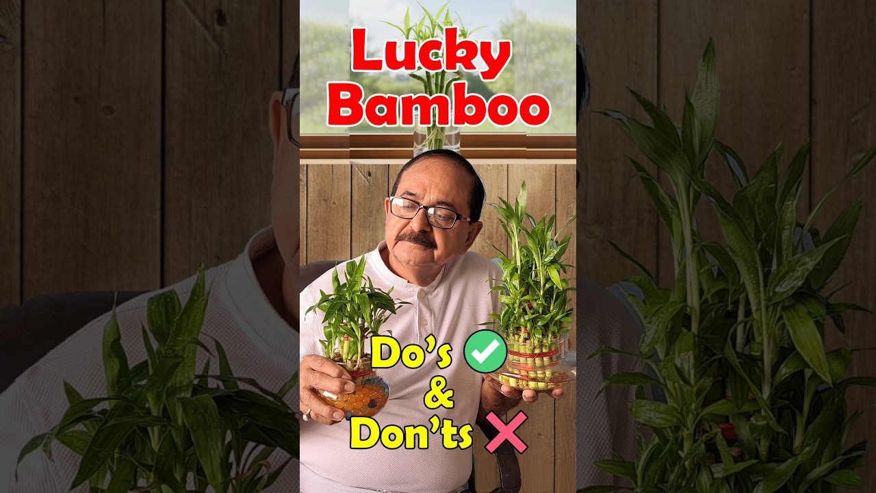 Lucky Bamboo Care - Do's & Don'ts #luckyplants #luckybambooplant #luckybambooplant