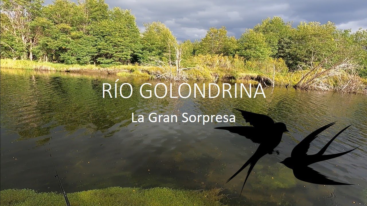 Mira la sorpresa de la pesca en Río Golondrina, Magallanes ‐