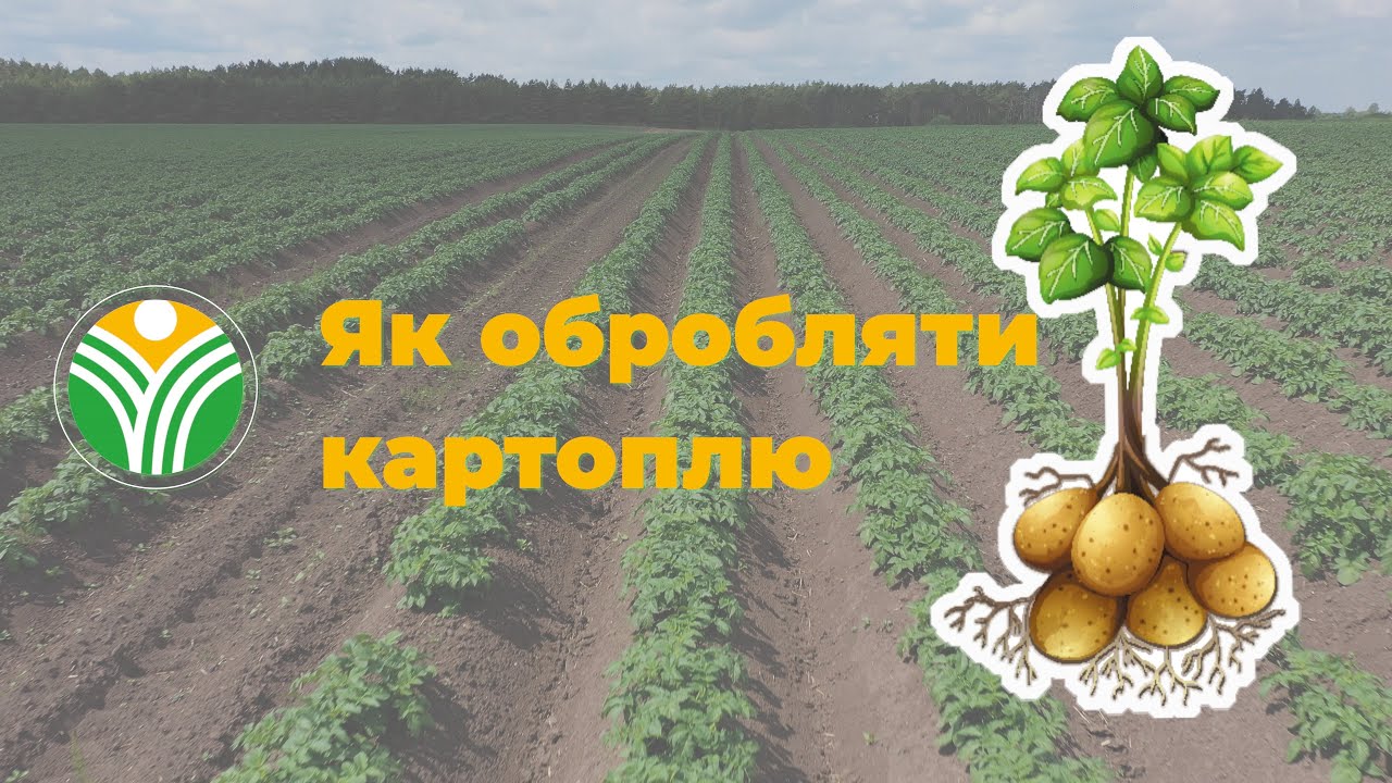Як захистити картоплю від бур'янів та шкідників