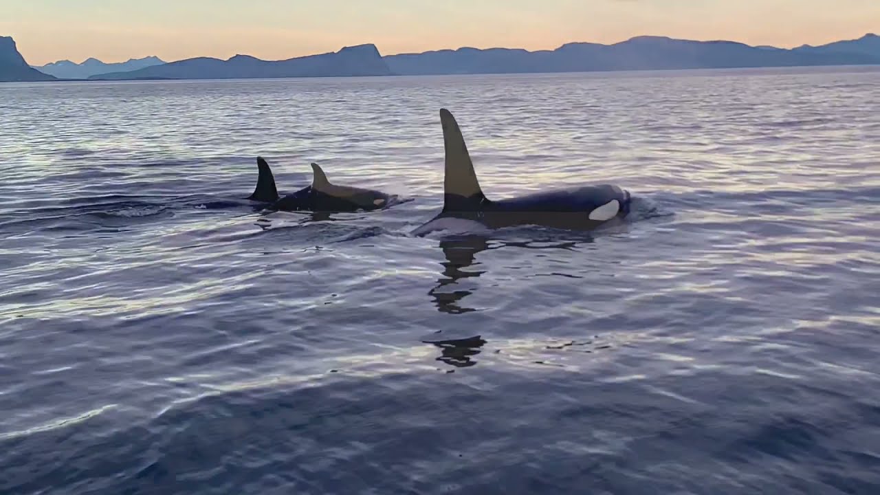 Whalewatching Andenes