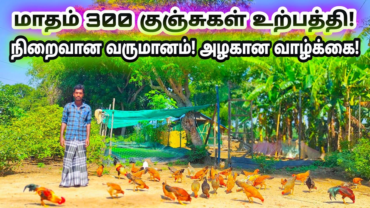 🐓தீவன செலவு இல்லை! கொட்டகை முதலீடு இல்லை! வருமானம் மட்டும் அதிகம்! வாழ்வை இரசிக்கும் பண்ணையாளர்😍