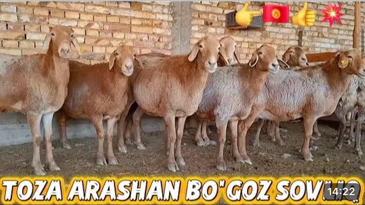 Arashan zotga qõy qilib yurishga arzon linyalik narxlari 3.500 mingdanam bor shoshiling 