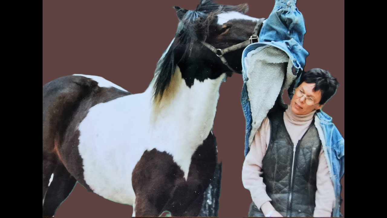 Meine Pferdebiographie