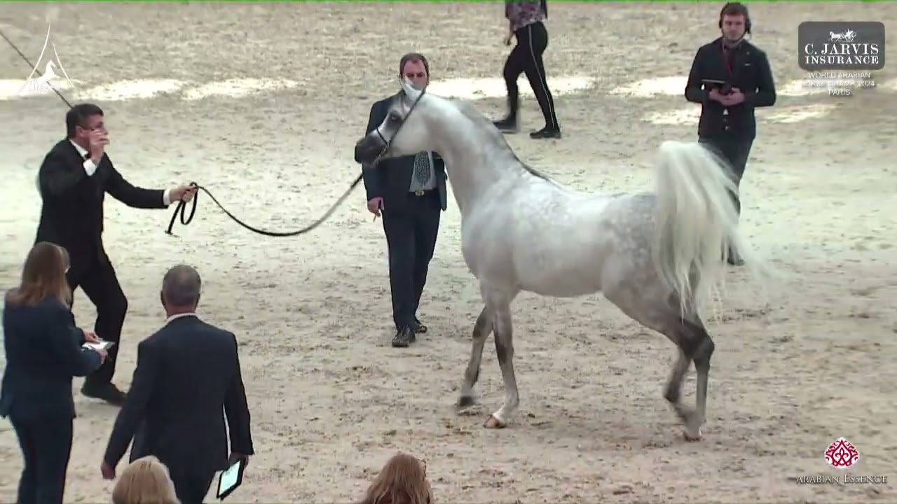 N 122 HL EL GANADOR   World Arabian Horse Championship 2024   PARIS   Senior Males   Section B Class