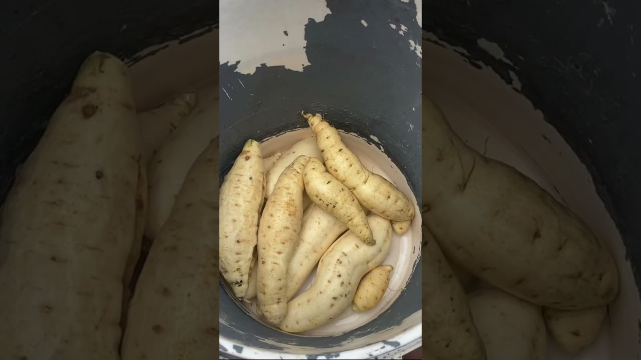 Today&rsquo;s sweet potato harvest natural, fresh, and grown with love by Golden Agro 👑🌱#PotatoHarvest