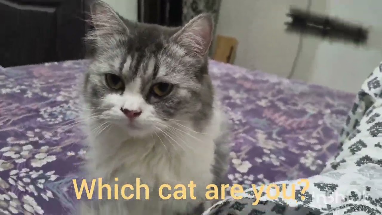Kittencompilation 