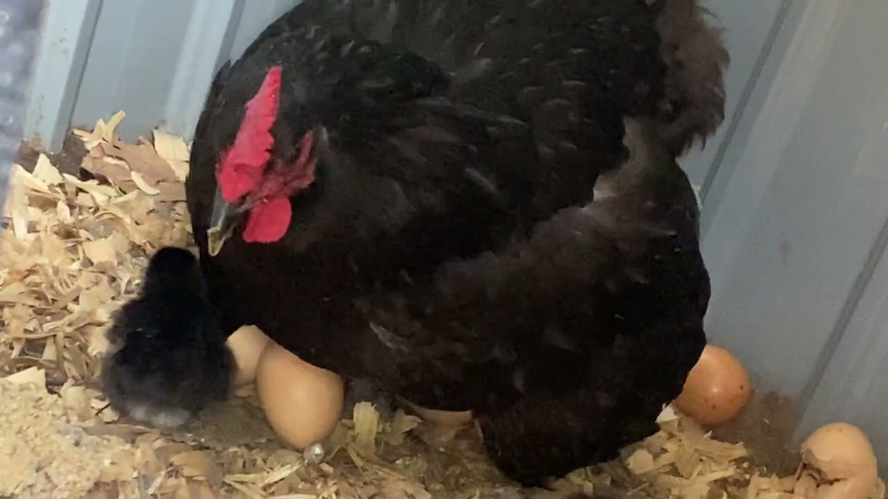 Happy Hatch Day Shed chicks here we go again Jersey Giant Mama #hatchingchicks