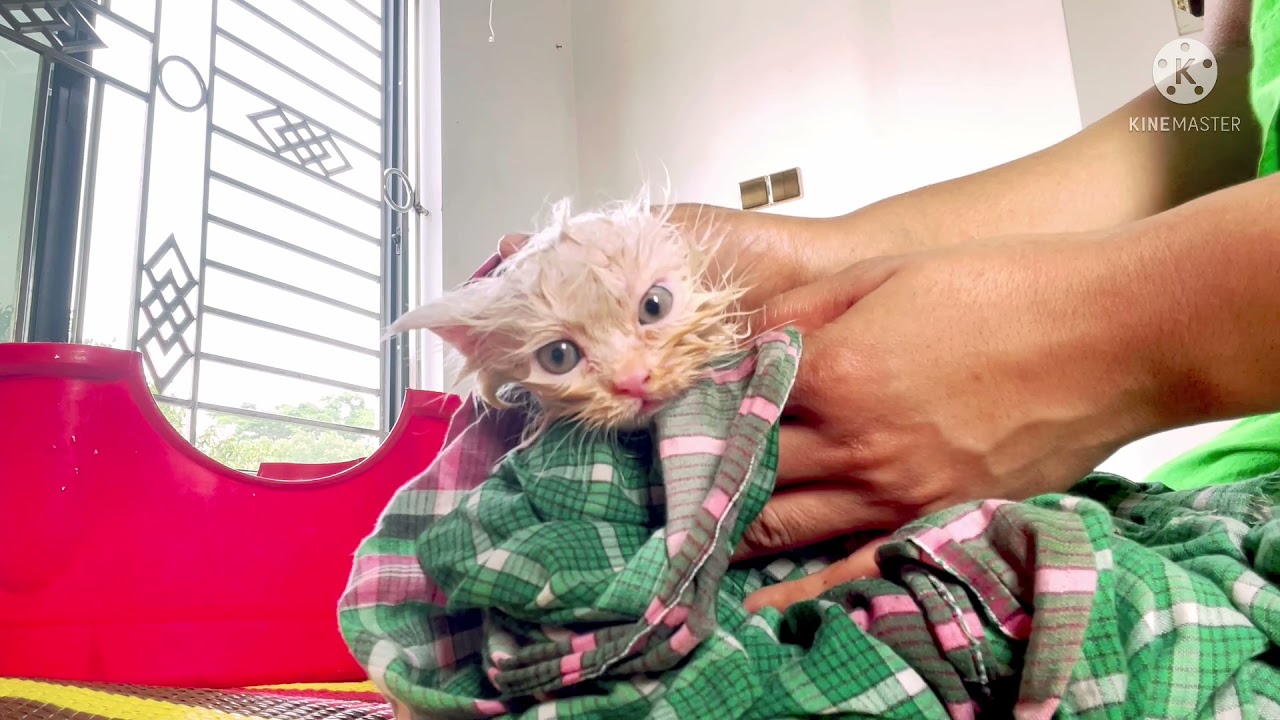 Baby cat shower 🚿❤️🐈🐈‍⬛ cute cat ❤️❤️ বাবুদের গোসলের সময়🚿🚿🐈‍⬛🐈