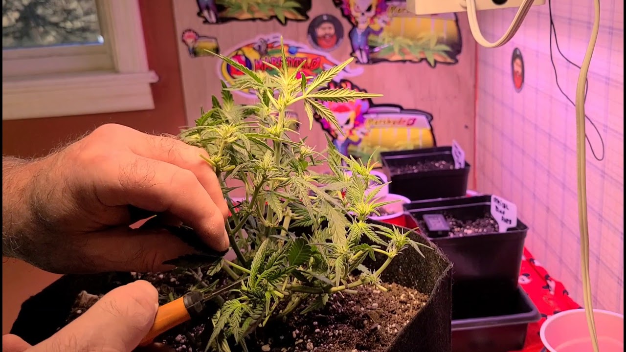 HOW TO GET MORE FLOWER SITES ON YOUR AUTO IN PRE-FLOWER
