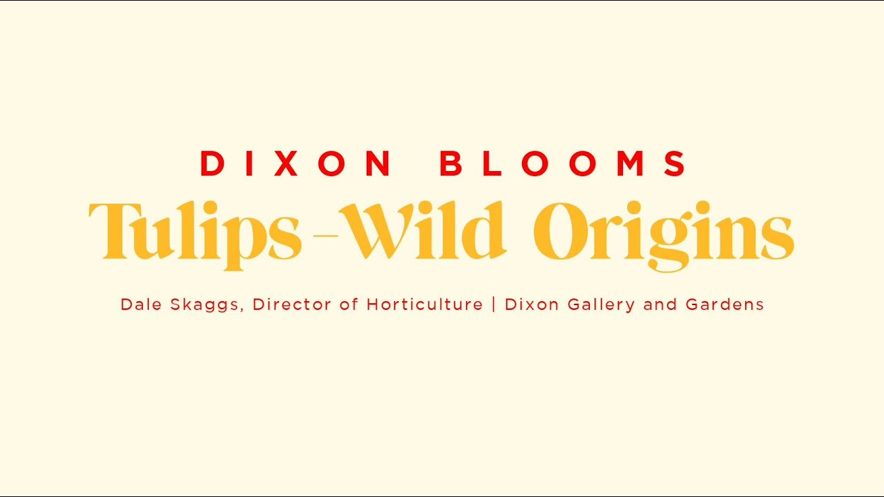 Dixon Blooms: Tulips - Wild Origins