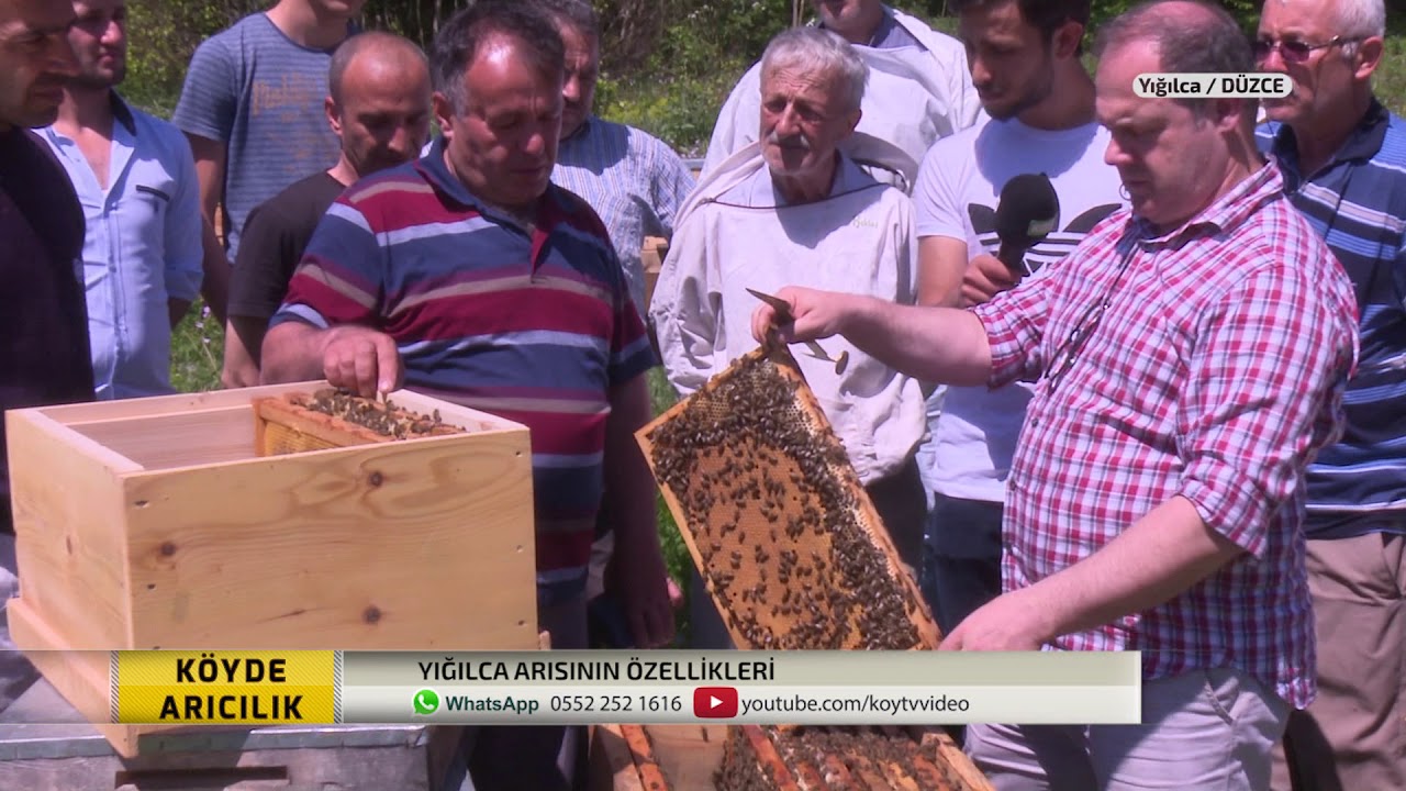 KÖYDE ARICILIK | YIĞILCA DÜZCE - 1.BÖLÜM