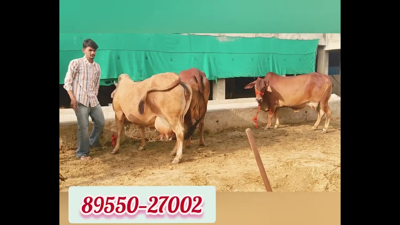 यहां मिलती है हर टाईम 15 से 30 लीटर वाली गाय 👍 8955027002