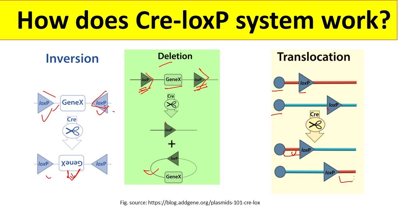 Система рекомбинации Cre Loxp | Система Cre Lox для начинающих | @BiologyLectures