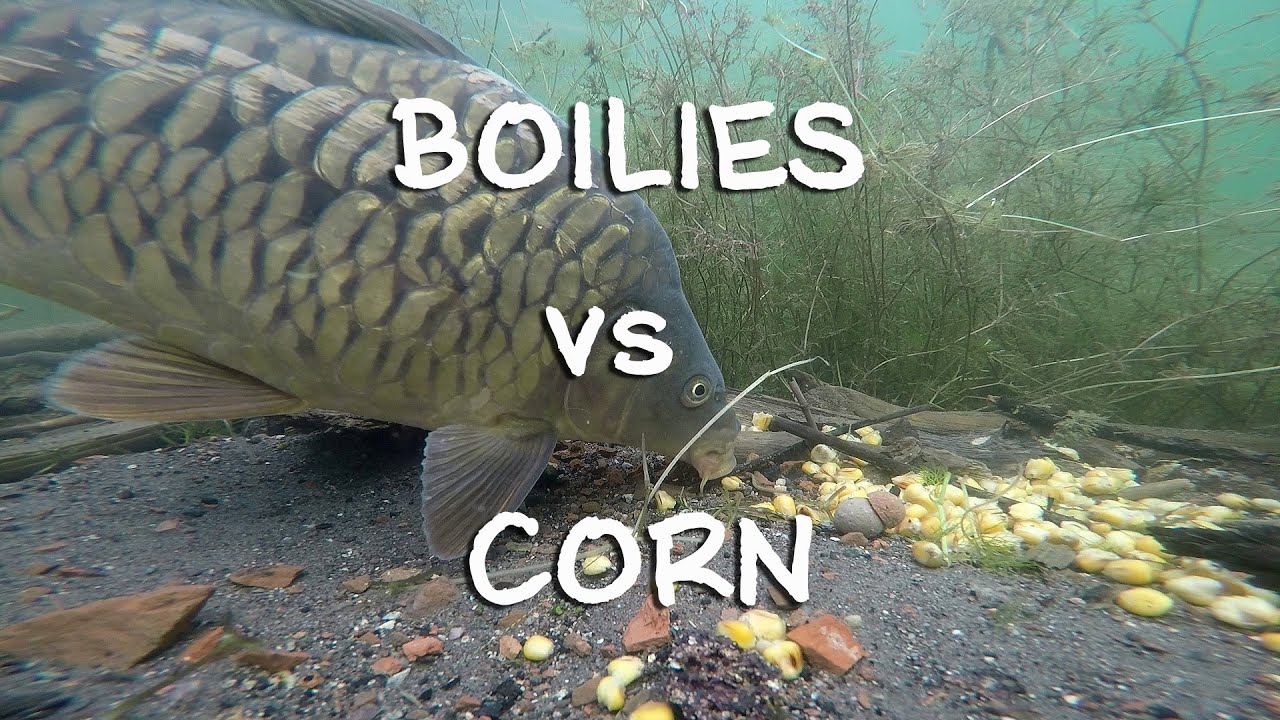 Pod hladinou - je lepší boilies nebo kukuřice?