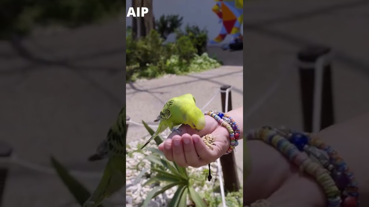 Funny Parrots and Cute Birds Compilation #shorts #ashraf imam pak