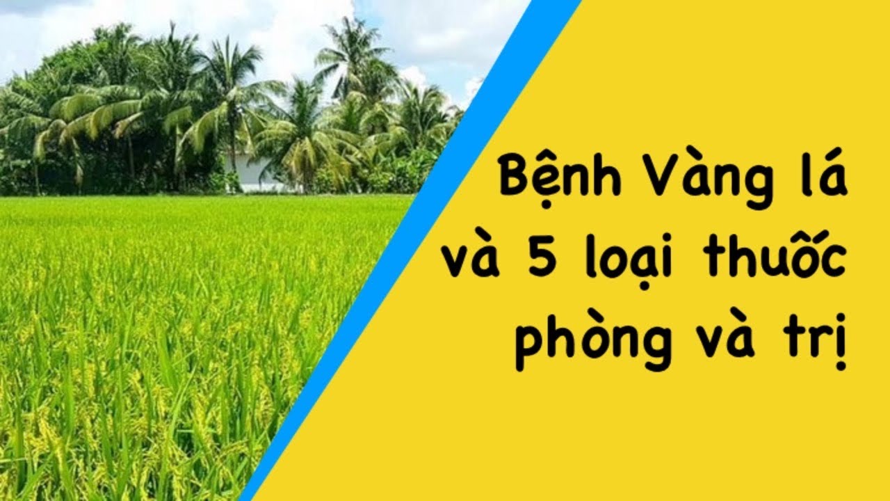 Lúa bị vàng lá . 5 loại thuốc quản lý bệnh vàng lá