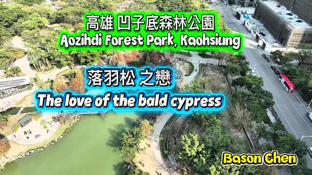 高雄 凹子底森林公園，落羽松 之戀    Aozihdi Forest Park, Kaohsiung，the love of the bald cypress.