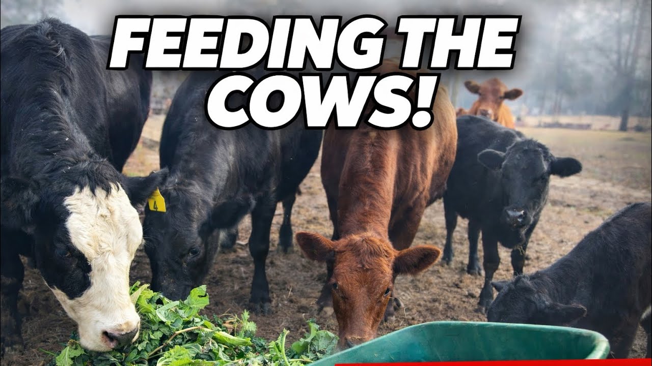 Cattle and Garden Work
