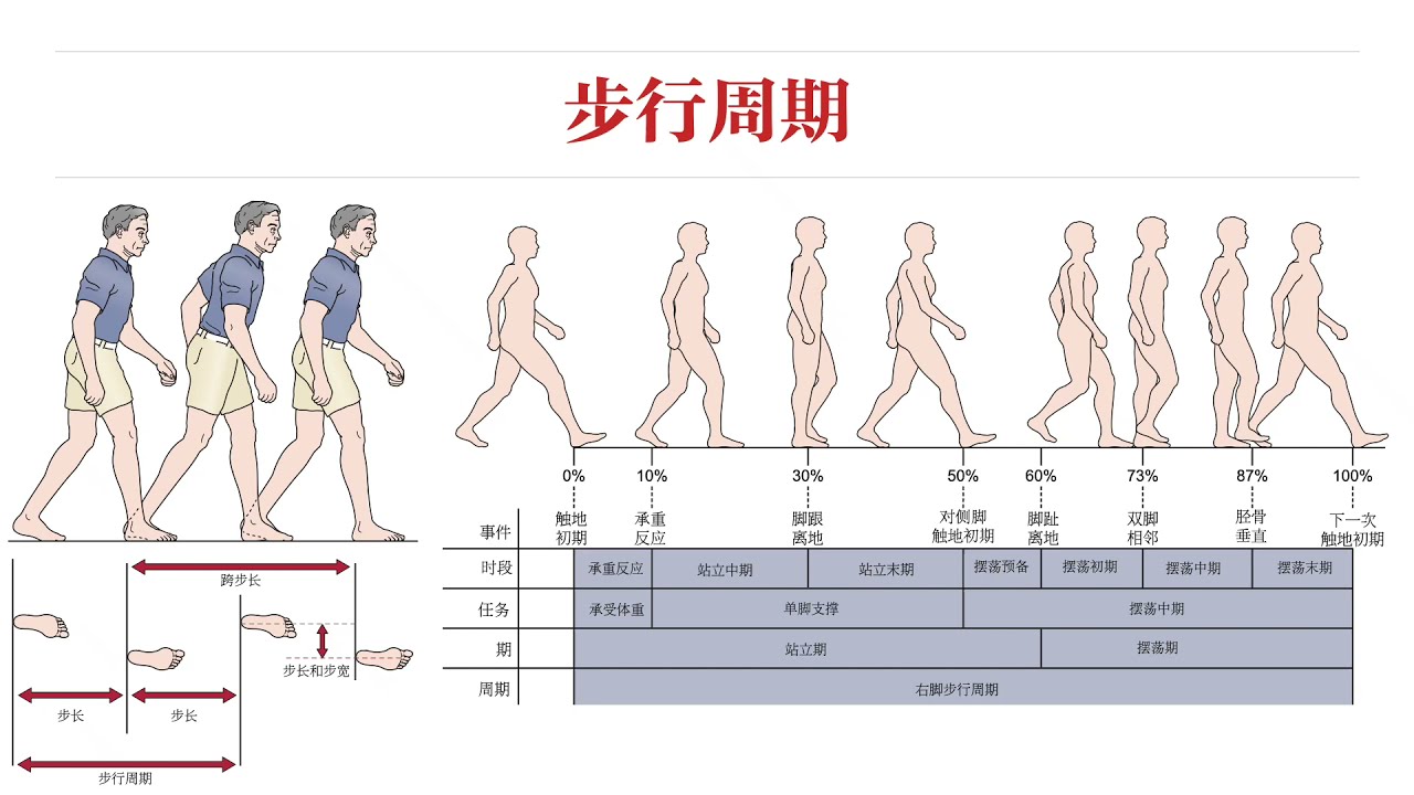 【骨科物理治疗评估】14步态评估｜正常步态观察