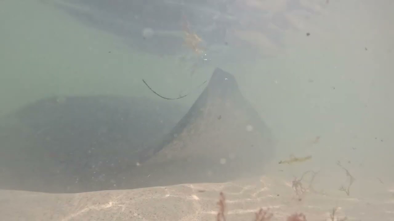 Stingrays in the wild