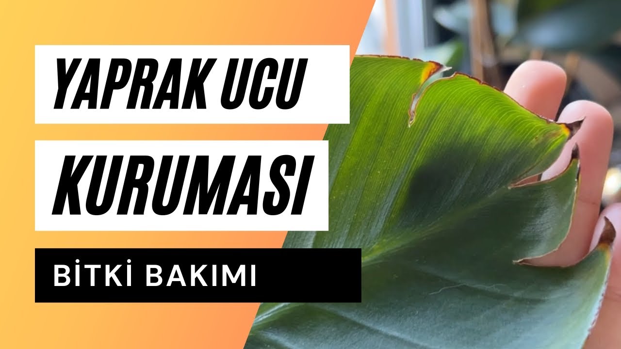 Yaprak Ucu Kuruması Neden Olur? | Starliçe Yaprakları Kuruyor Neden? | Kuruyan Yaprak Kesilmeli Mi?