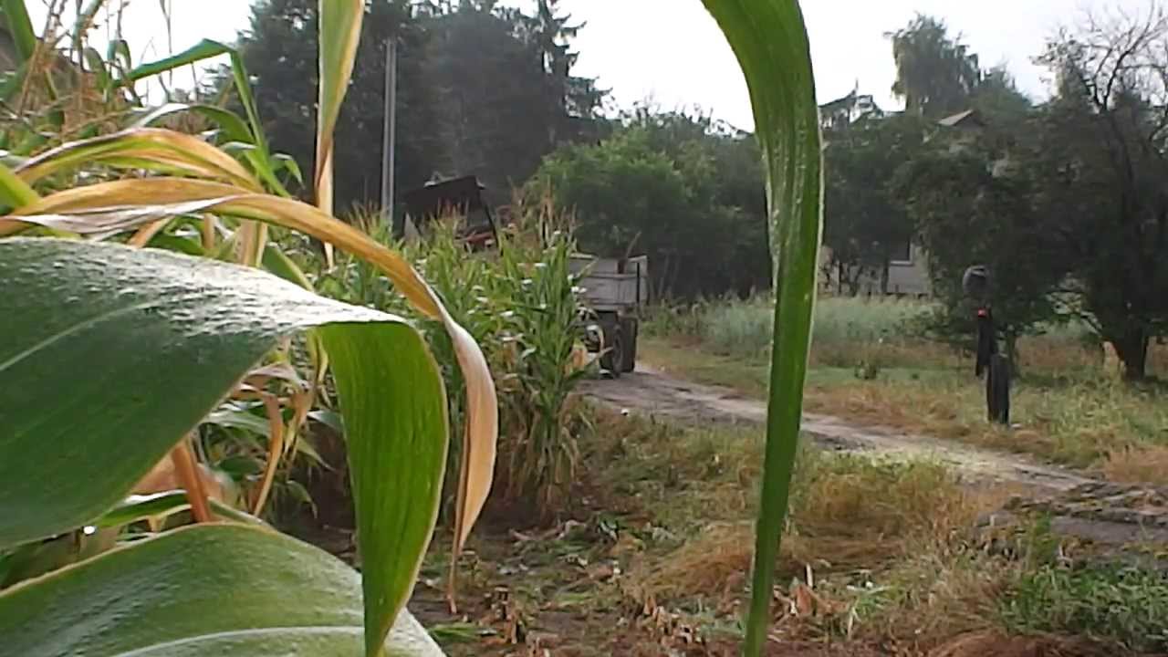 Kiszonka z kukurydzy 2013