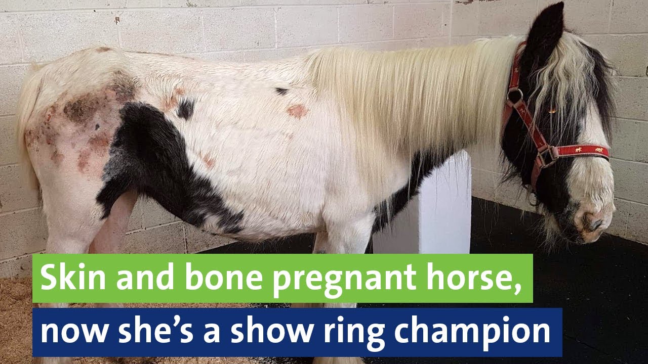 Skin and bone pregnant horse, now she’s a show ring champion