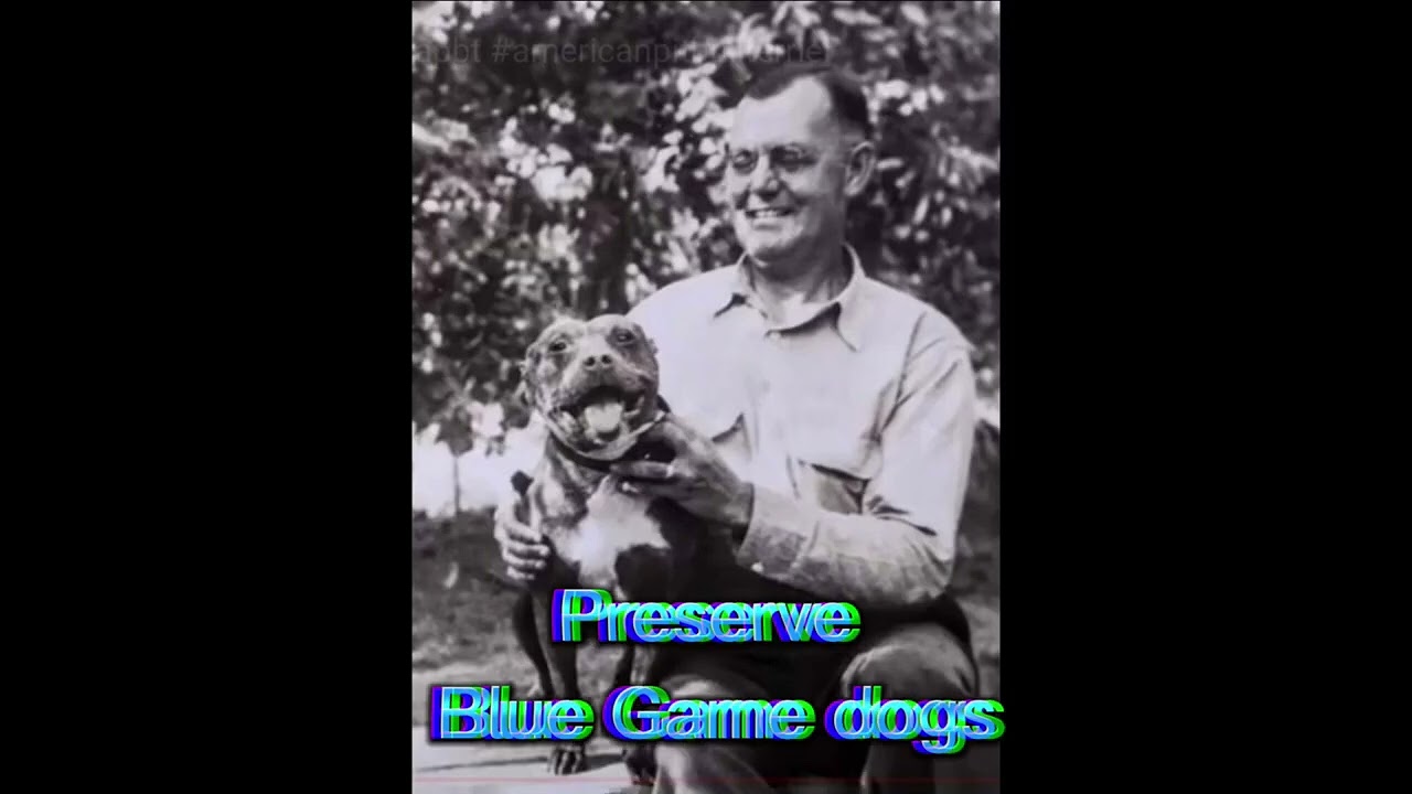 RARE BLUE GAME DOGS 