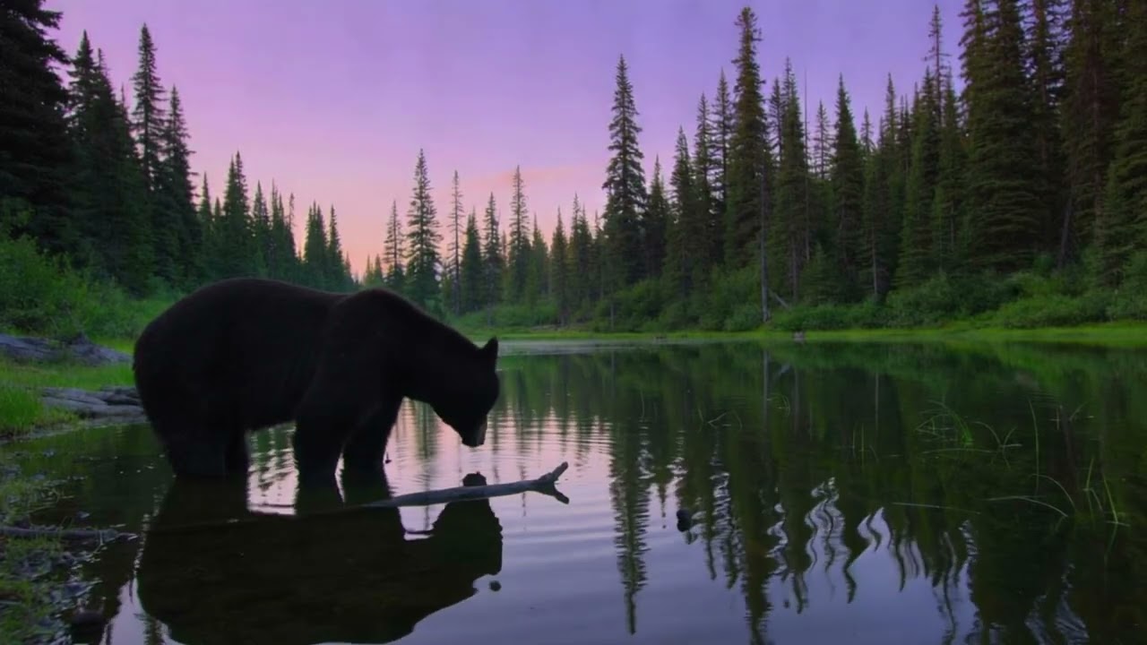 Wildlife Sounds for Relaxation & Focus | Bear Pond at Twilight