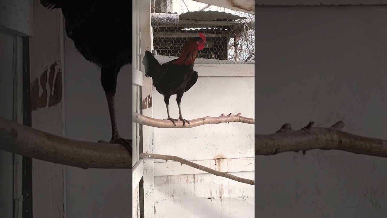 Denizli Horozu 5 aylik yavru