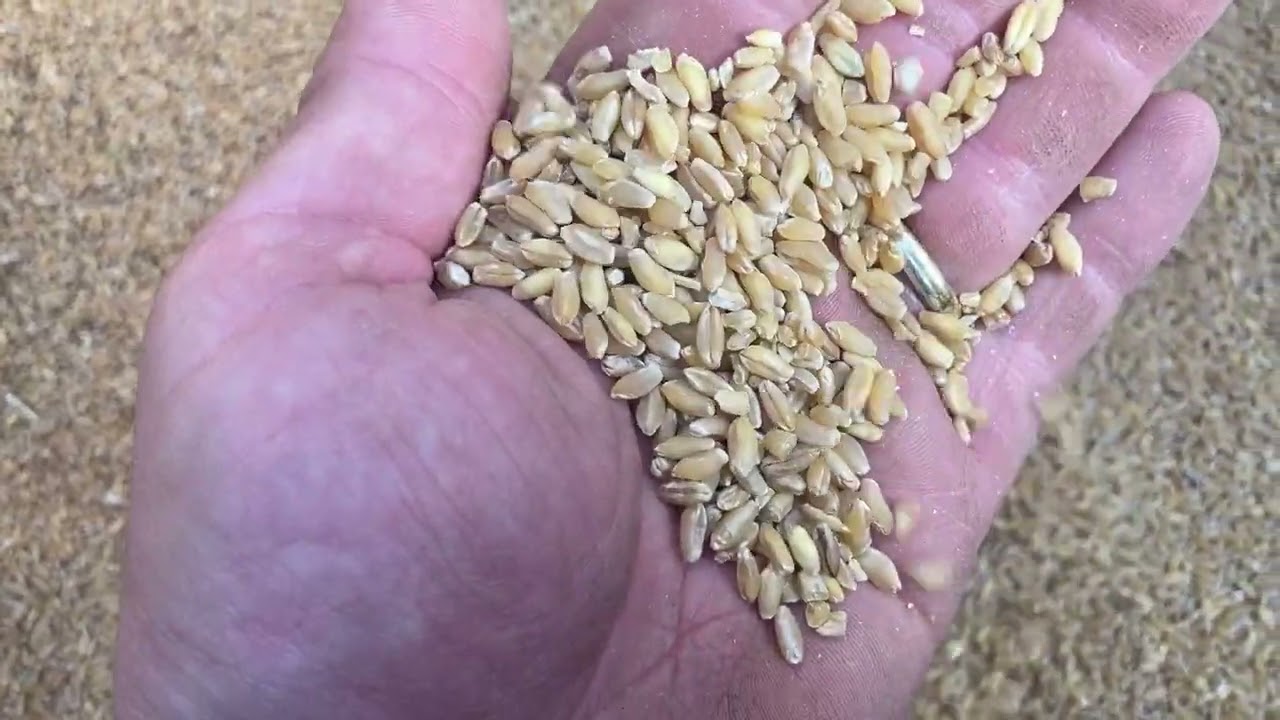 Trebbiatura grano duro 2022 “consigli e registrazioni” con sorpresa finale!!