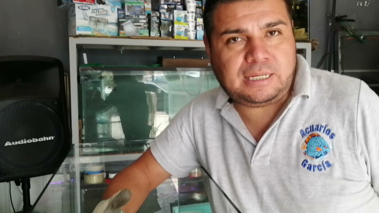 como armar una pecera fácil y rapido