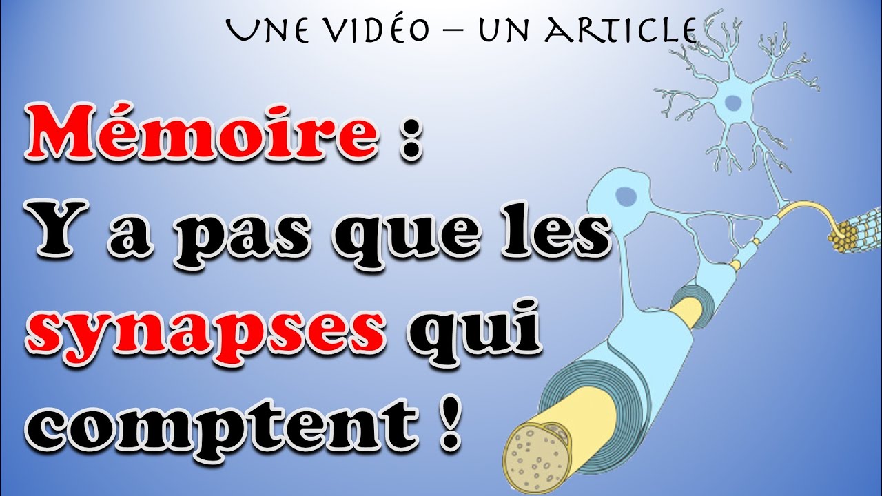 oligodendrogénèse myéline et mémoire - il n'y a pas que le neurones qui comptent !