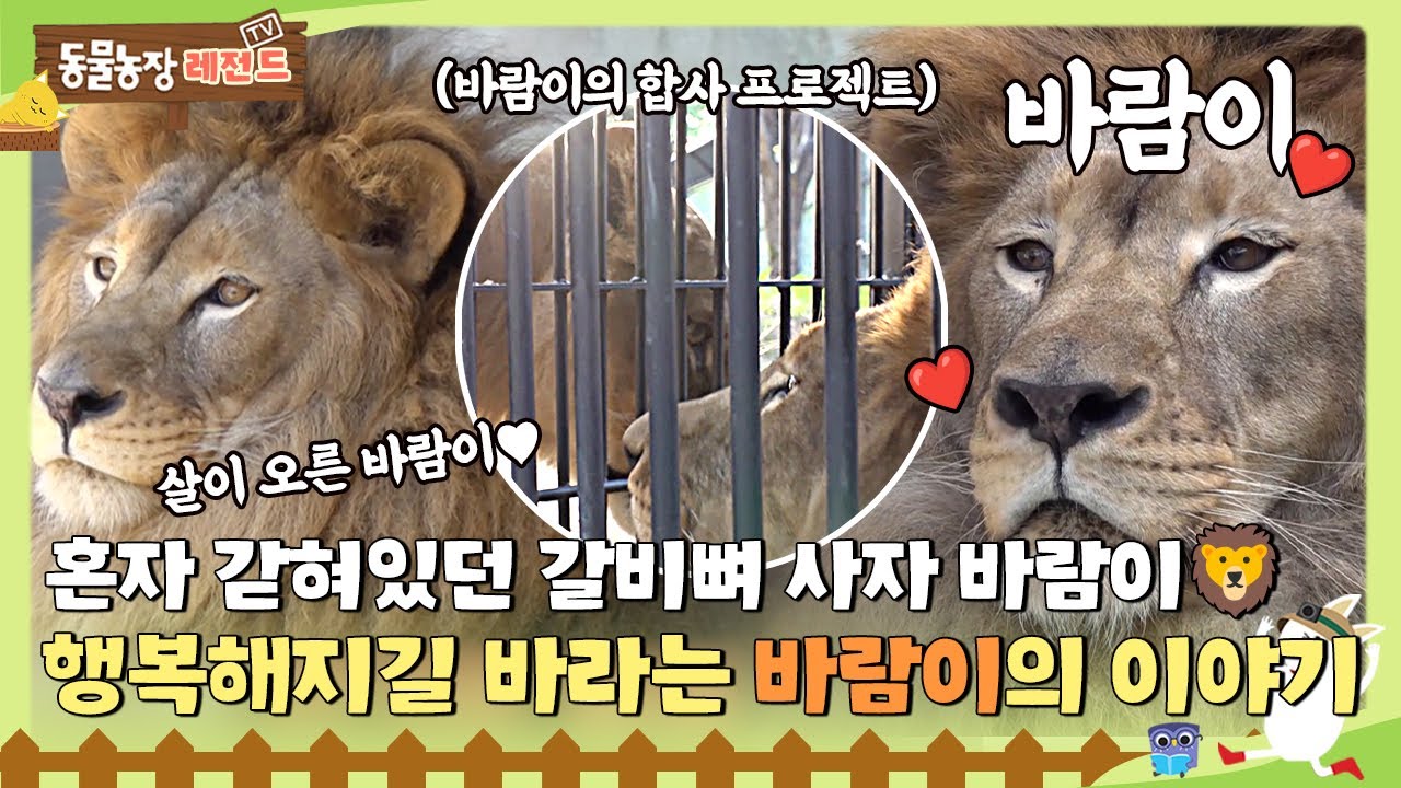 [#TV동물농장] 갈비뼈 사자🦁 바람이를 기억하시나요? 행복해지길 바라 바람이의 근황과 합사 프로젝트💗 #TV동물농장 #AnimalFarm #SBSstory / EP.1140