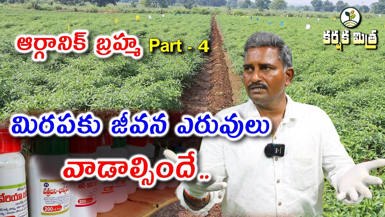 మిరపలో జీవన ఎరువులు వాడాల్సిందే || Use of Biofertilizers || Organic Chilli Part - 4 ||Karshaka Mitra