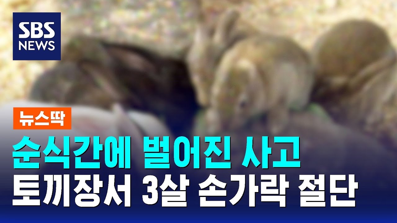 토끼장서 벌어진 사고…3살 원아 손가락 절단 / SBS / 뉴스딱