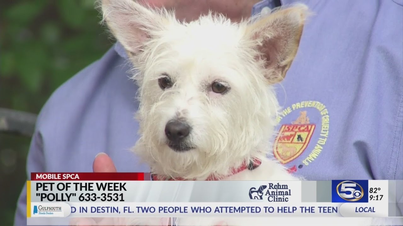 Pet of the Week: Polly the Poodle-Mix