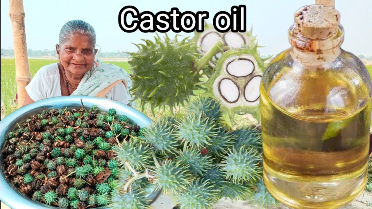 হাজার টাকার ক্যাস্টর অয়েল বাড়িতে খুব সহজেই তৈরি করুন (খাঁটি ভেন্না তেল )| Homemade Castor oil