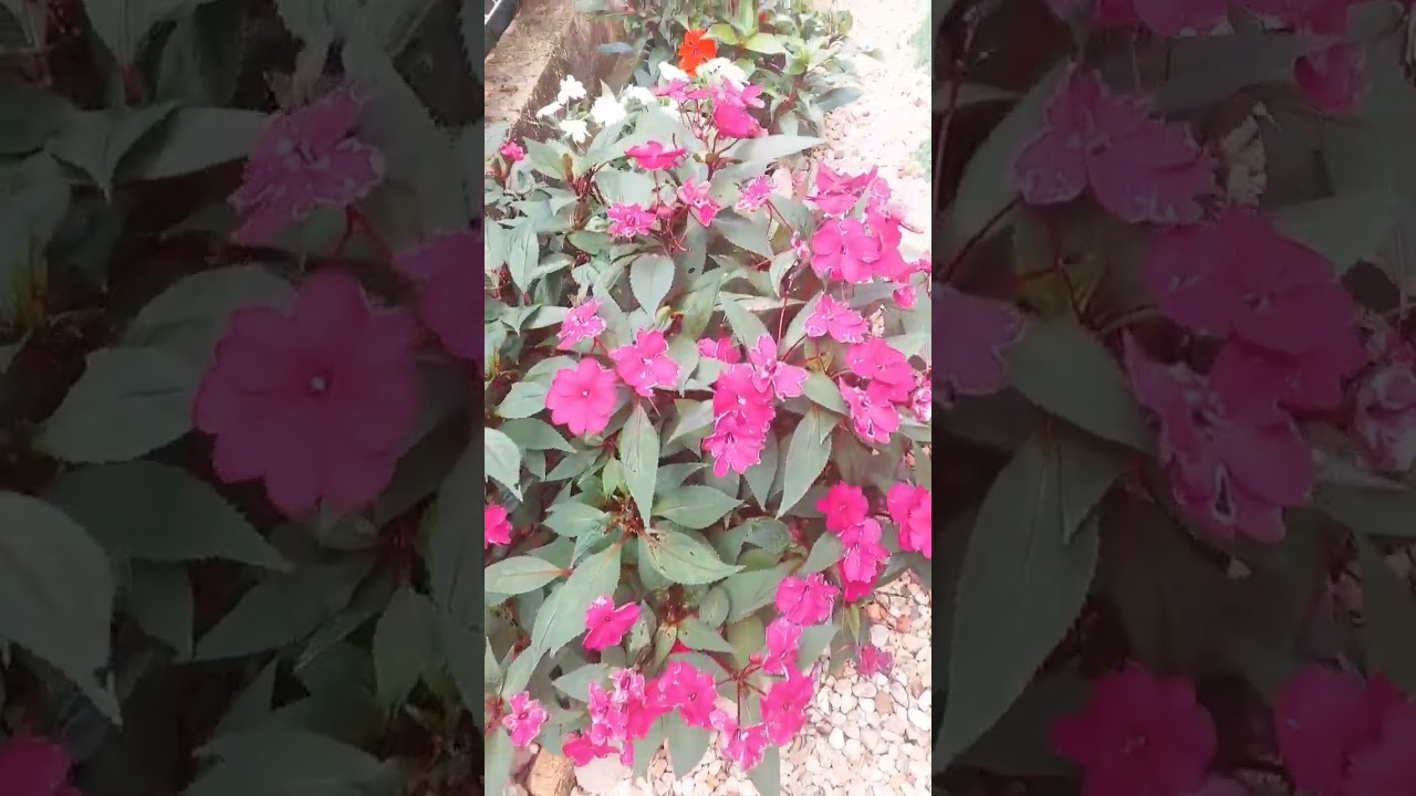 Sunpatiens, lindo jardim! #natureza #nature #deusnocomando
